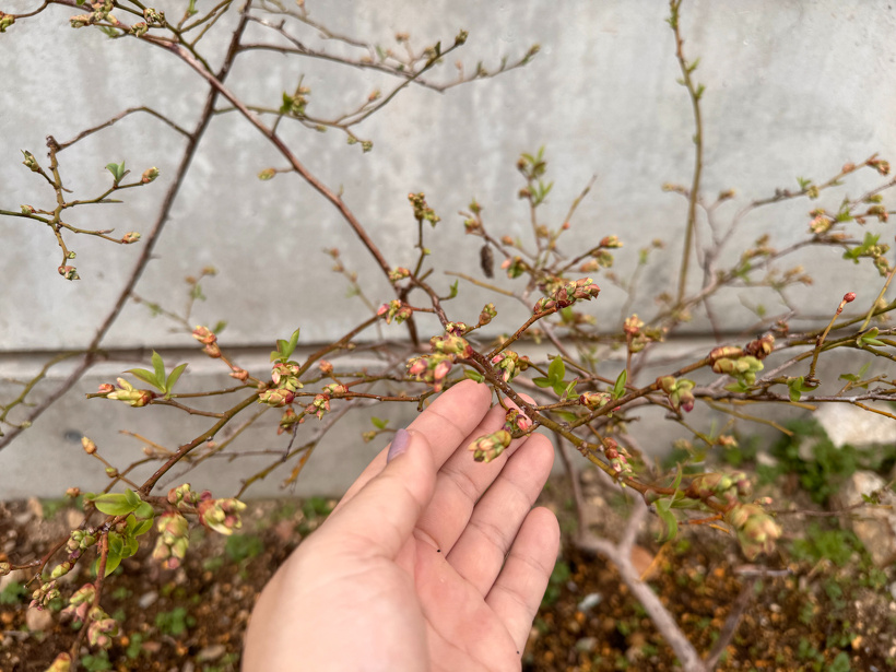 ブルーベリーの木の蕾を手で持っている